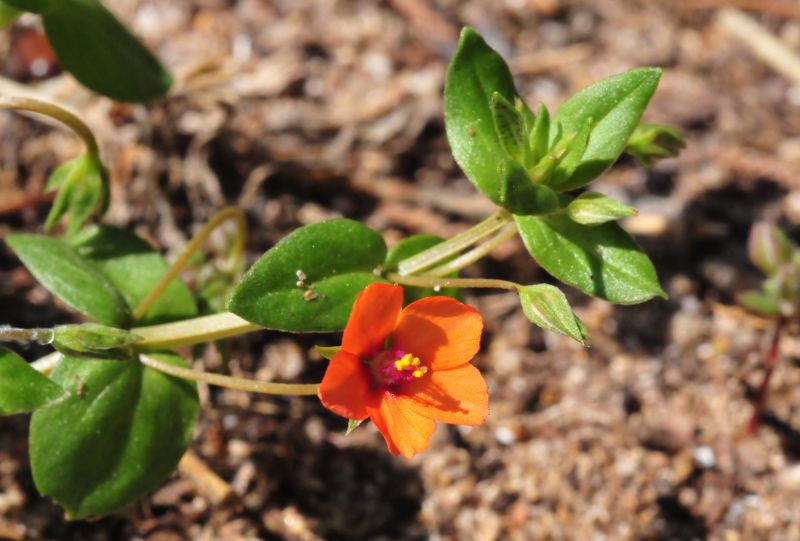 Lysimachia (=Anagallis) arvensis